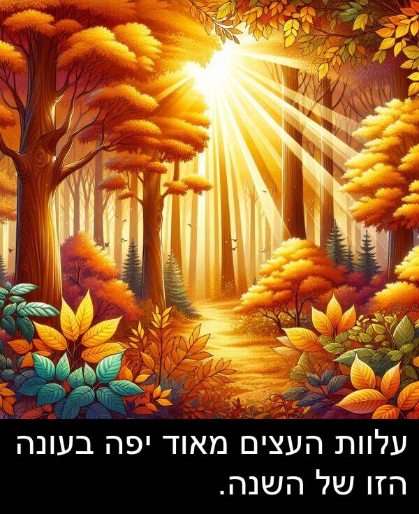עלוות: עלוות העצים מאוד יפה בעונה הזו של השנה.
