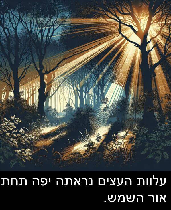 עלוות: עלוות העצים נראתה יפה תחת אור השמש.