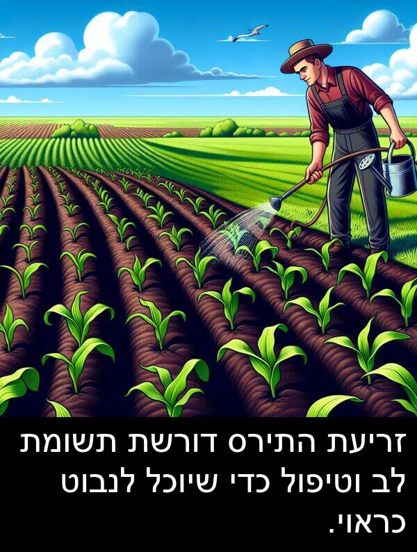 דורשת: זריעת התירס דורשת תשומת לב וטיפול כדי שיוכל לנבוט כראוי.