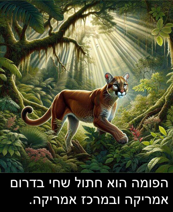 בדרום: הפומה הוא חתול שחי בדרום אמריקה ובמרכז אמריקה.