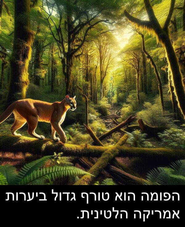 טורף: הפומה הוא טורף גדול ביערות אמריקה הלטינית.