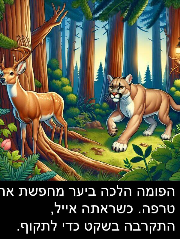 טרפה: הפומה הלכה ביער מחפשת את טרפה. כשראתה אייל, התקרבה בשקט כדי לתקוף.
