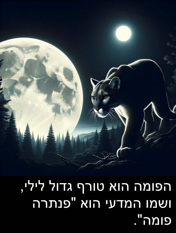 טורף: הפומה הוא טורף גדול לילי, ושמו המדעי הוא "פנתרה פומה".