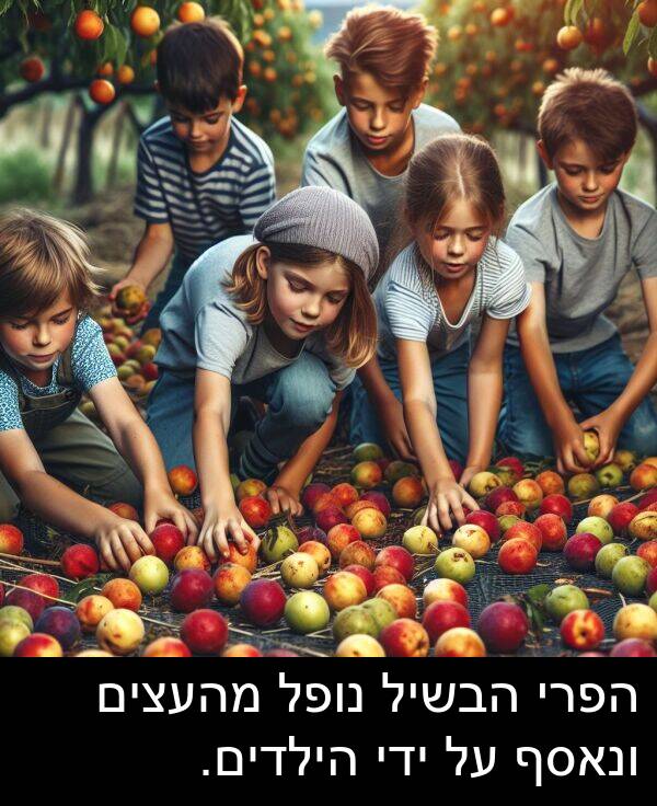 נופל: הפרי הבשיל נופל מהעצים ונאסף על ידי הילדים.