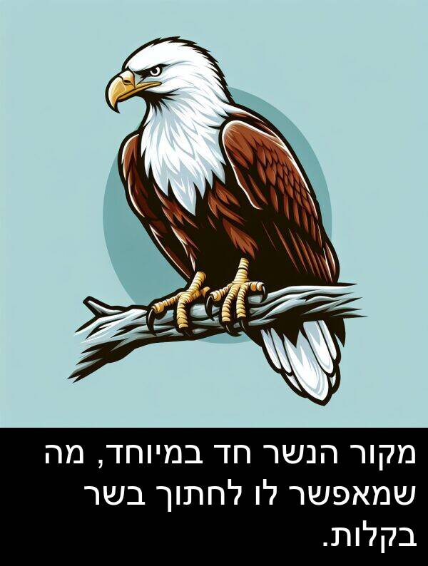 מקור: מקור הנשר חד במיוחד, מה שמאפשר לו לחתוך בשר בקלות.