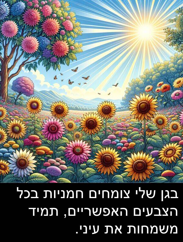 צומחים: בגן שלי צומחים חמניות בכל הצבעים האפשריים, תמיד משמחות את עיני.