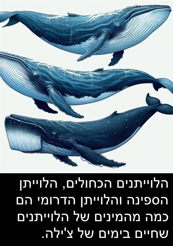 הדרומי: הלוייתנים הכחולים, הלוייתן הספינה והלוייתן הדרומי הם כמה מהמינים של הלוייתנים שחיים בימים של צ'ילה.