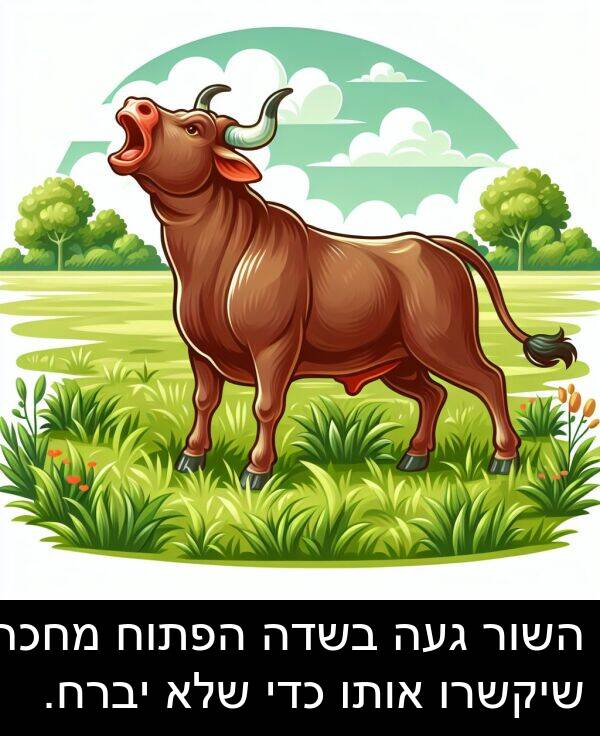 געה: השור געה בשדה הפתוח מחכה שיקשרו אותו כדי שלא יברח.