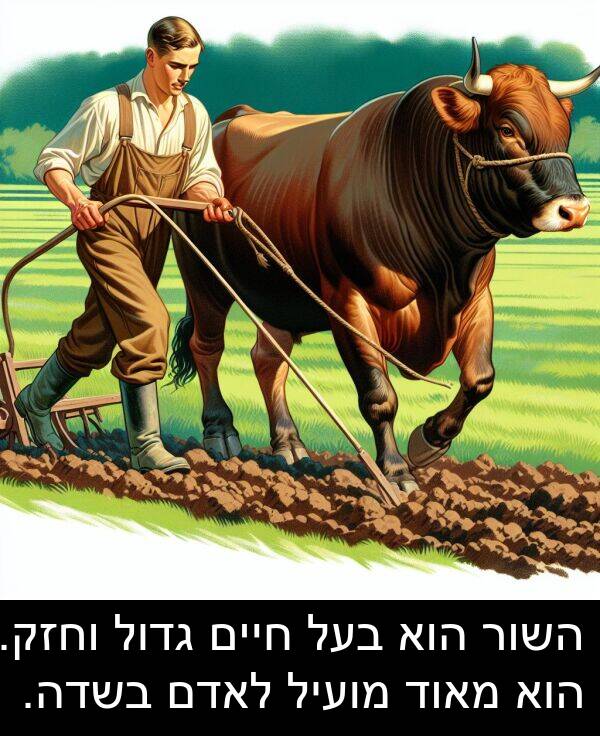 חיים: השור הוא בעל חיים גדול וחזק. הוא מאוד מועיל לאדם בשדה.