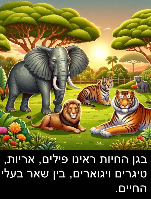 פילים: בגן החיות ראינו פילים, אריות, טיגרים ויגוארים, בין שאר בעלי החיים.