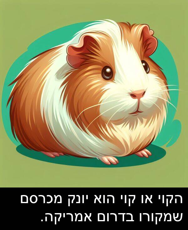 בדרום: הקוי או קוי הוא יונק מכרסם שמקורו בדרום אמריקה.