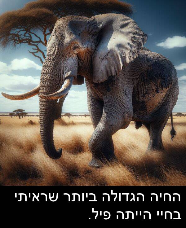 פיל: החיה הגדולה ביותר שראיתי בחיי הייתה פיל.