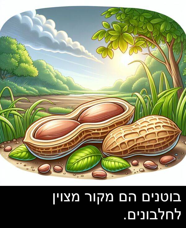 מצוין: בוטנים הם מקור מצוין לחלבונים.