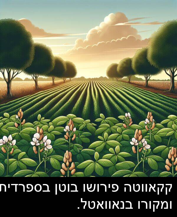 פירושו: קקאווטה פירושו בוטן בספרדית ומקורו בנאוואטל.