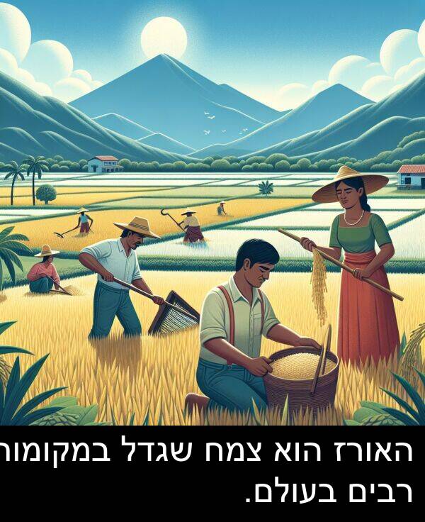 צמח: האורז הוא צמח שגדל במקומות רבים בעולם.