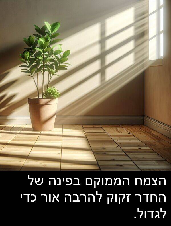 זקוק: הצמח הממוקם בפינה של החדר זקוק להרבה אור כדי לגדול.