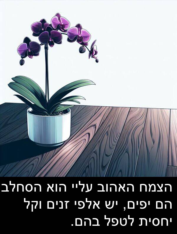 בהם: הצמח האהוב עליי הוא הסחלב. הם יפים, יש אלפי זנים וקל יחסית לטפל בהם.