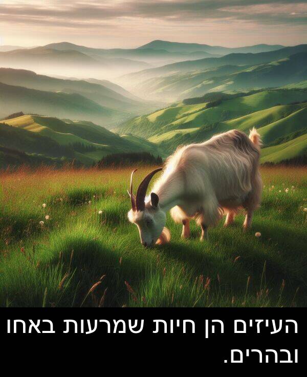 באחו: העיזים הן חיות שמרעות באחו ובהרים.