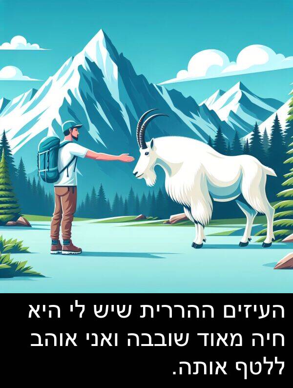 אותה: העיזים ההררית שיש לי היא חיה מאוד שובבה ואני אוהב ללטף אותה.