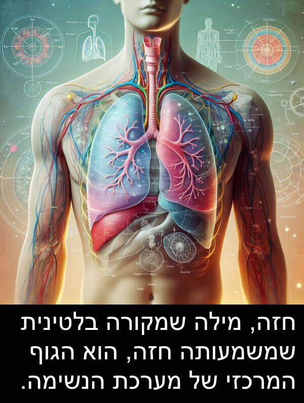 חזה: חזה, מילה שמקורה בלטינית שמשמעותה חזה, הוא הגוף המרכזי של מערכת הנשימה.