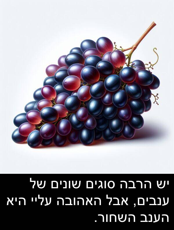 עליי: יש הרבה סוגים שונים של ענבים, אבל האהובה עליי היא הענב השחור.