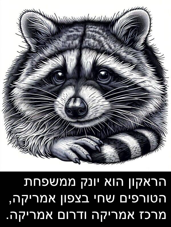 מרכז: הראקון הוא יונק ממשפחת הטורפים שחי בצפון אמריקה, מרכז אמריקה ודרום אמריקה.