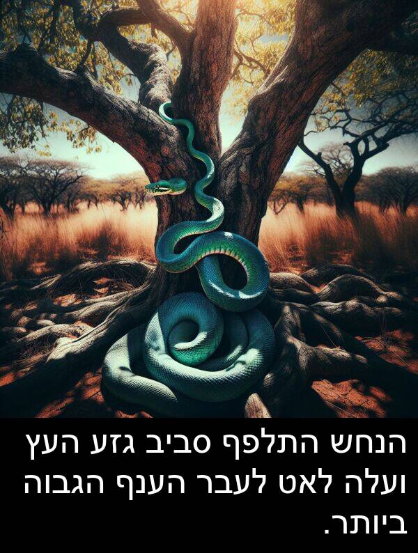 סביב: הנחש התלפף סביב גזע העץ ועלה לאט לעבר הענף הגבוה ביותר.
