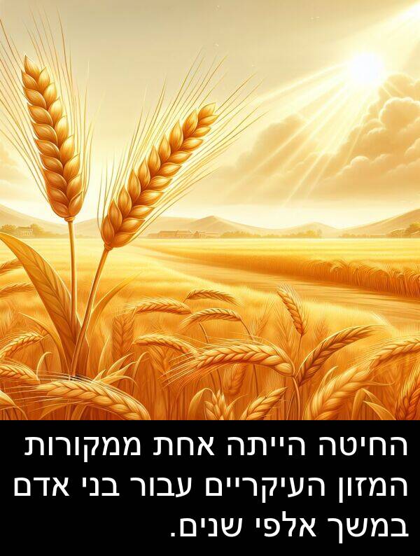 אדם: החיטה הייתה אחת ממקורות המזון העיקריים עבור בני אדם במשך אלפי שנים.