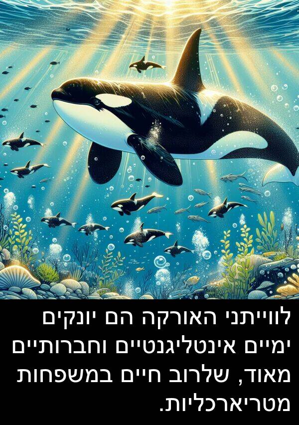 אינטליגנטיים: לווייתני האורקה הם יונקים ימיים אינטליגנטיים וחברותיים מאוד, שלרוב חיים במשפחות מטריארכליות.