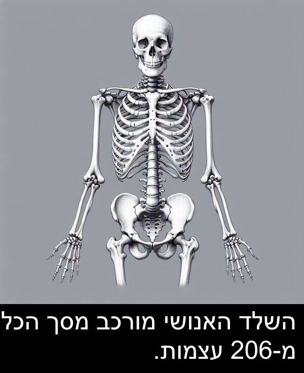 מ: השלד האנושי מורכב מסך הכל מ-206 עצמות.
