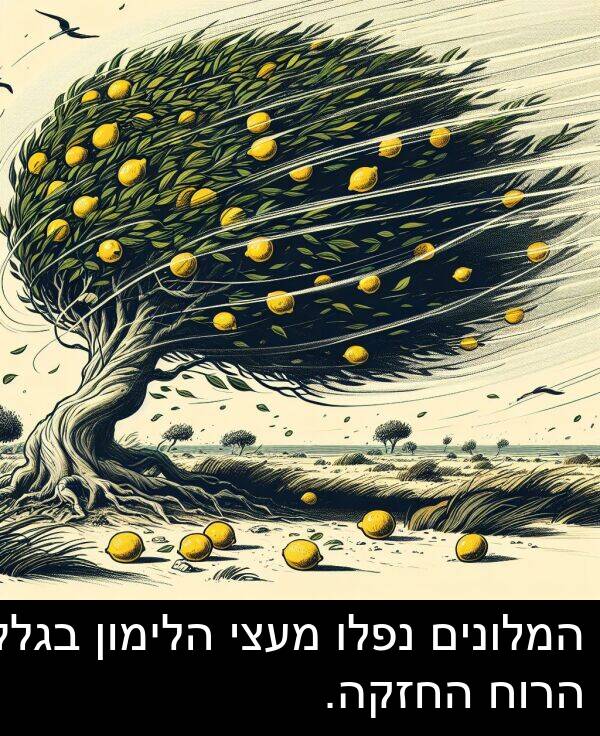 בגלל: המלונים נפלו מעצי הלימון בגלל הרוח החזקה.