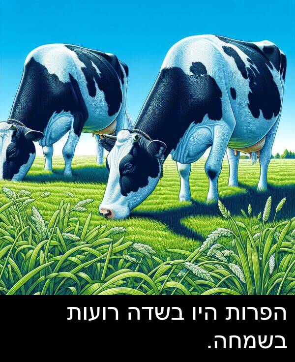 רועות: הפרות היו בשדה רועות בשמחה.
