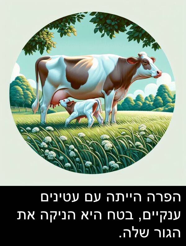 ענקיים: הפרה הייתה עם עטינים ענקיים, בטח היא הניקה את הגור שלה.