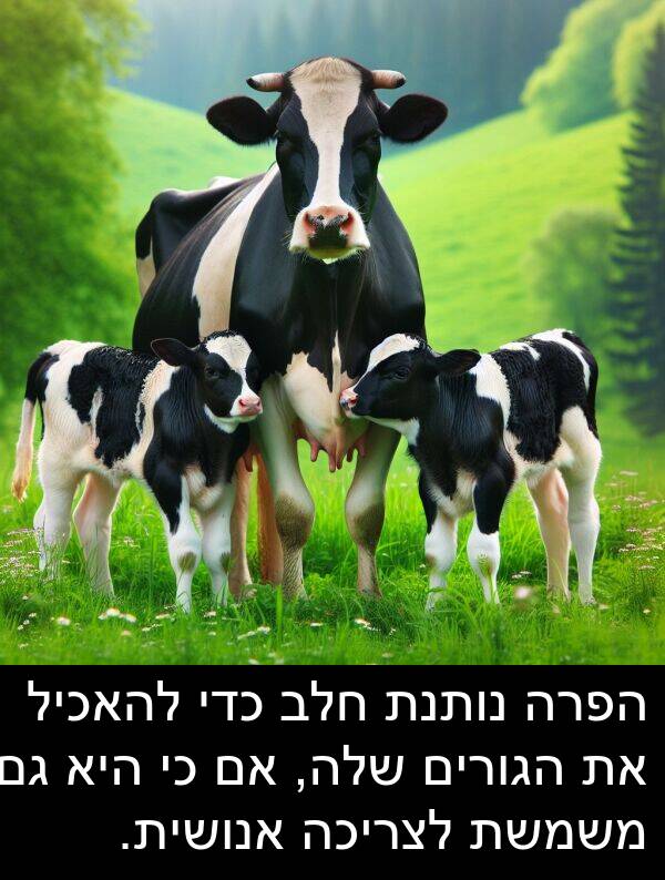 חלב: הפרה נותנת חלב כדי להאכיל את הגורים שלה, אם כי היא גם משמשת לצריכה אנושית.
