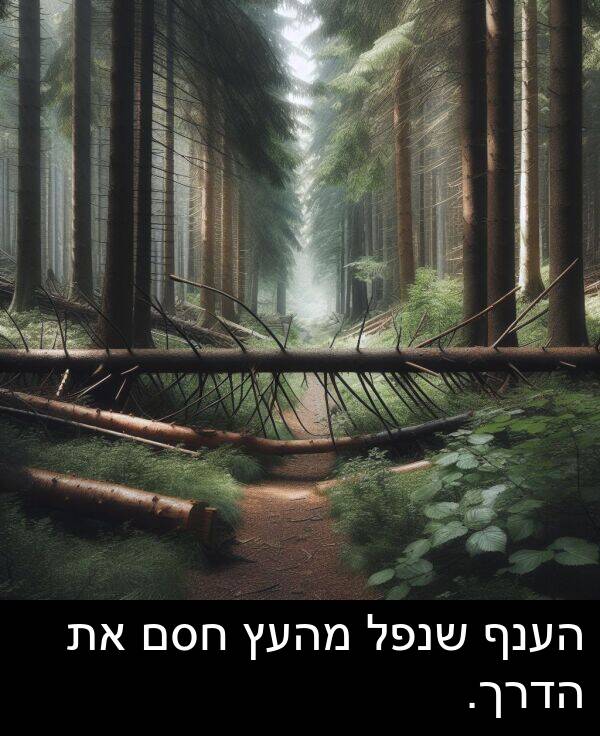 הדרך: הענף שנפל מהעץ חסם את הדרך.