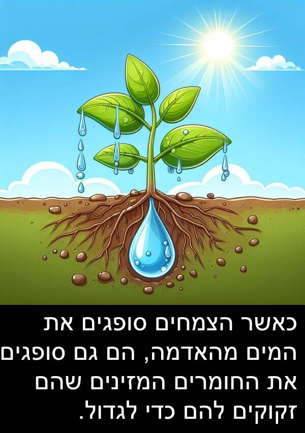 מהאדמה: כאשר הצמחים סופגים את המים מהאדמה, הם גם סופגים את החומרים המזינים שהם זקוקים להם כדי לגדול.