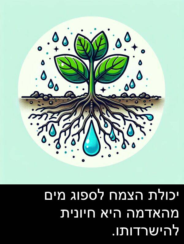 מהאדמה: יכולת הצמח לספוג מים מהאדמה היא חיונית להישרדותו.