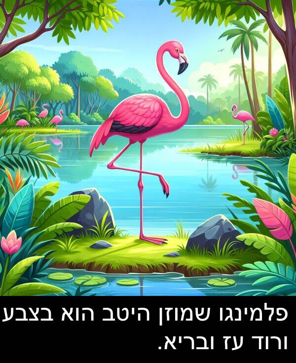 פלמינגו: פלמינגו שמוזן היטב הוא בצבע ורוד עז ובריא.