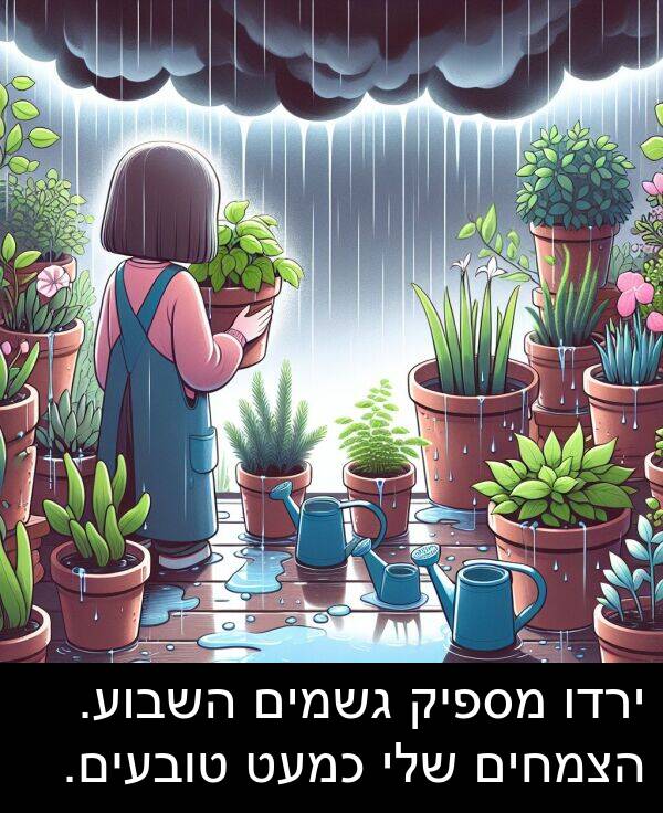 גשמים: ירדו מספיק גשמים השבוע. הצמחים שלי כמעט טובעים.