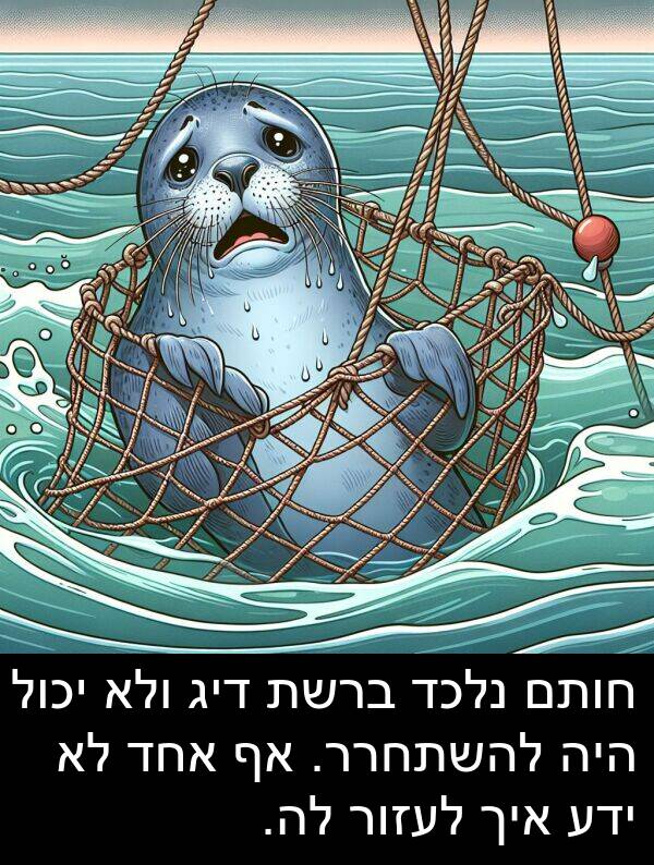 דיג: חותם נלכד ברשת דיג ולא יכול היה להשתחרר. אף אחד לא ידע איך לעזור לה.
