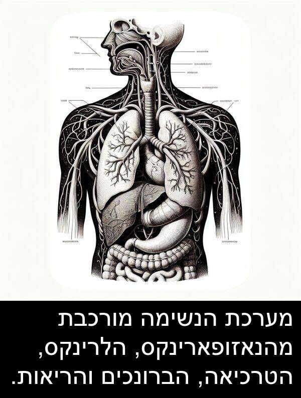 מערכת: מערכת הנשימה מורכבת מהנאזופארינקס, הלרינקס, הטרכיאה, הברונכים והריאות.