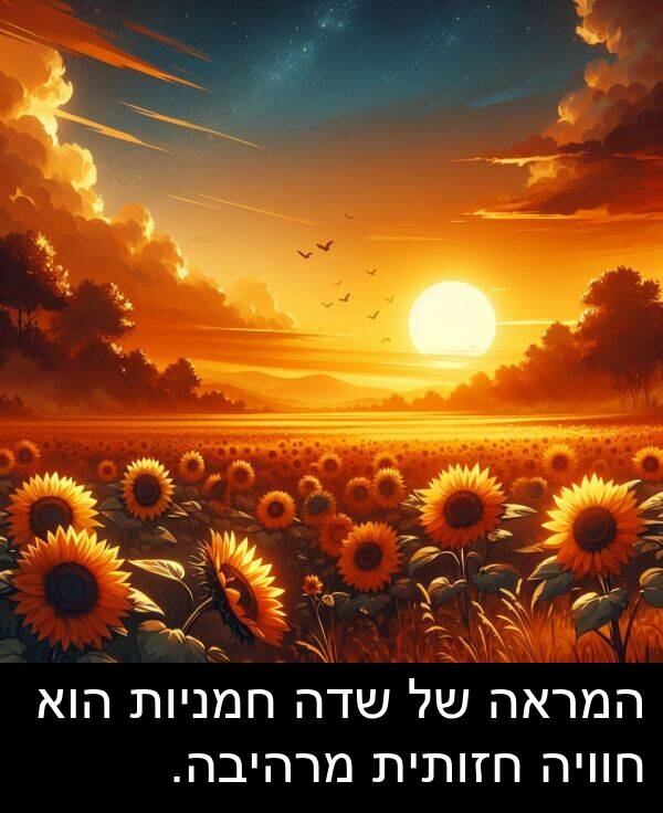 חוויה: המראה של שדה חמניות הוא חוויה חזותית מרהיבה.
