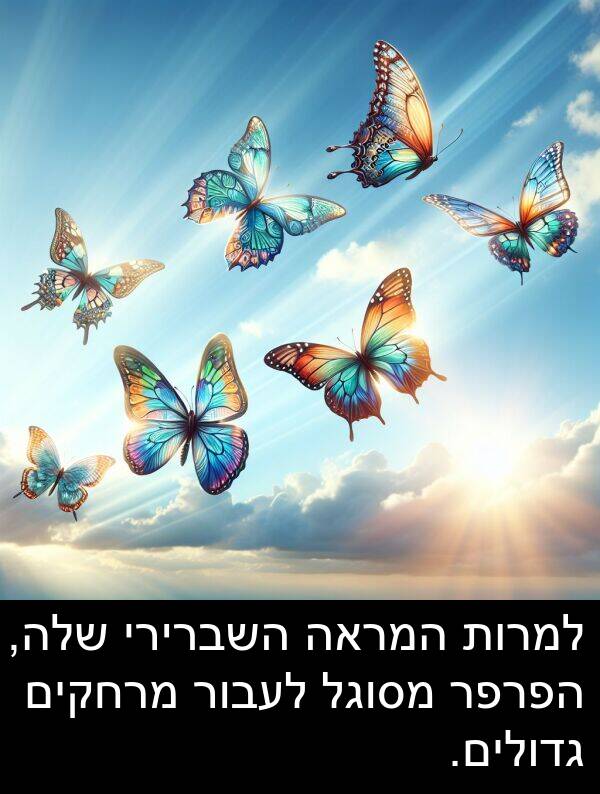 גדולים: למרות המראה השברירי שלה, הפרפר מסוגל לעבור מרחקים גדולים.