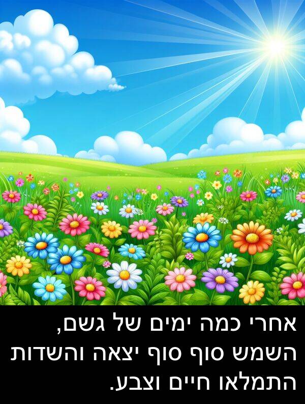 סוף: אחרי כמה ימים של גשם, השמש סוף סוף יצאה והשדות התמלאו חיים וצבע.