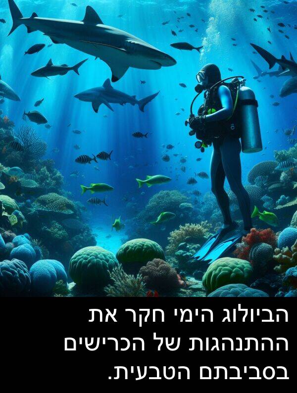 הימי: הביולוג הימי חקר את ההתנהגות של הכרישים בסביבתם הטבעית.