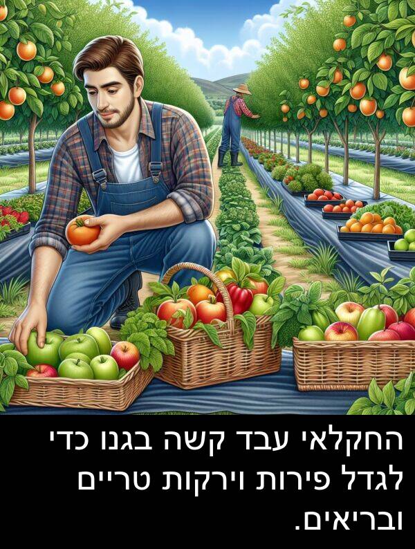 טריים: החקלאי עבד קשה בגנו כדי לגדל פירות וירקות טריים ובריאים.