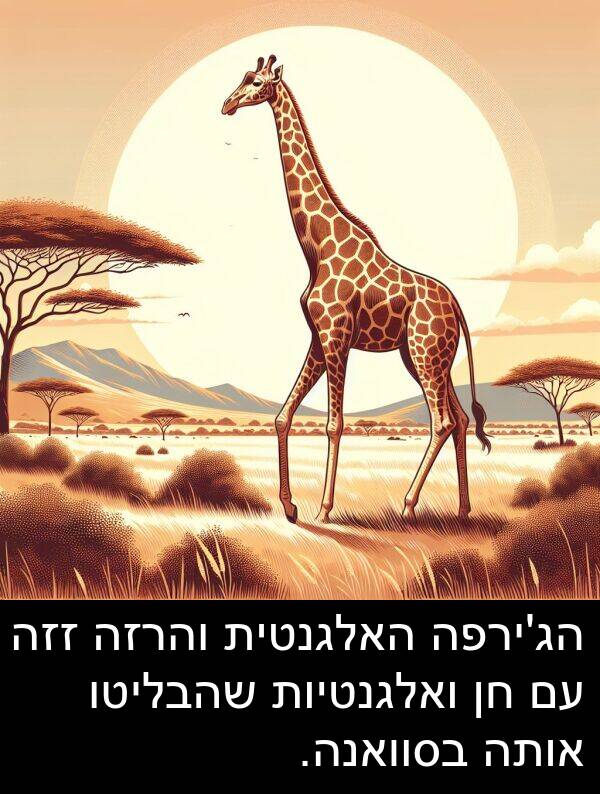 אותה: הג'ירפה האלגנטית והרזה זזה עם חן ואלגנטיות שהבליטו אותה בסוואנה.