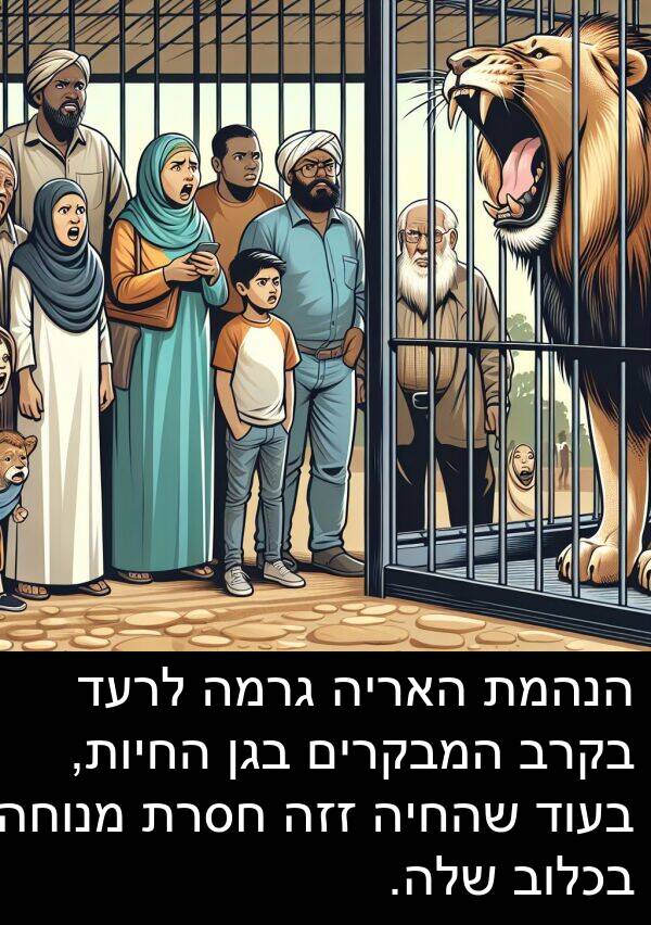 בגן: הנהמת האריה גרמה לרעד בקרב המבקרים בגן החיות, בעוד שהחיה זזה חסרת מנוחה בכלוב שלה.