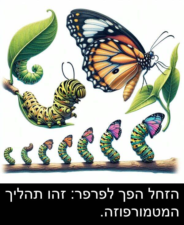 זהו: הזחל הפך לפרפר: זהו תהליך המטמורפוזה.