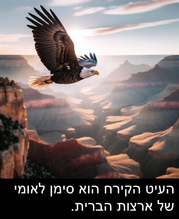 העיט: העיט הקירח הוא סימן לאומי של ארצות הברית.